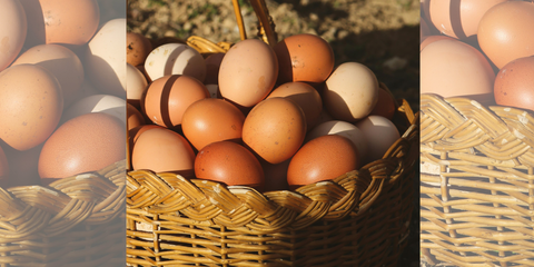 Could Eggs Help Protect Your Brain? New Research Points to a Surprising Connection